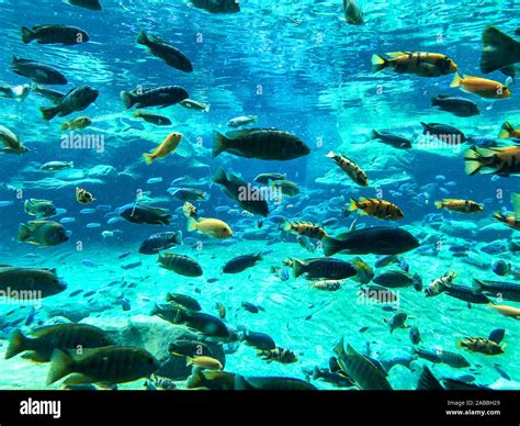 Under The Sea With Lots Of Fishes Swimming Different Species Of