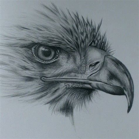 Dibujos De Águilas A Lápiz Realistas Para Imprimir