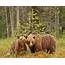 Brown Bear Habitat Selection Personality – Atlas Of Science