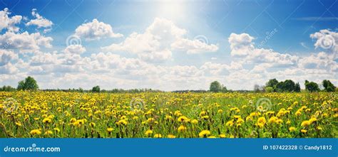 Field With Dandelions And Blue Sky Stock Photo Image Of Landscape