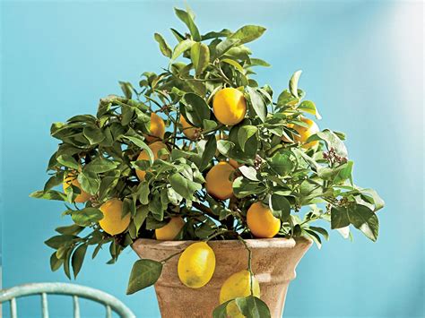 Grow A Lemon Tree Indoor Lemon Tree Lemon Seeds Meyer Lemon Tree