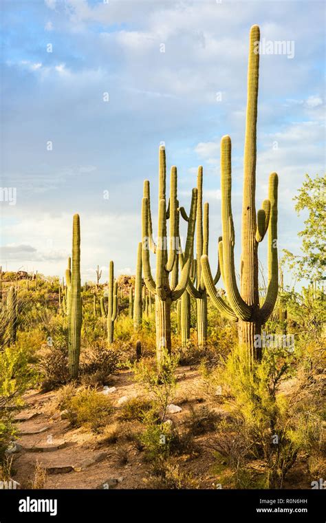 Landscape Of The Sonoran Desert With Saguaro Cacti Saguaro National