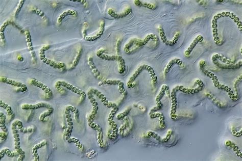 Nostoc Cyanobacteria Photograph By Gerd Guenther Pixels