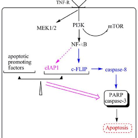 schematic diagram of tnf induced apoptotic signals in human oa download scientific diagram