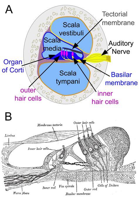 Anatomy Head And Neck Ear Organ Of Corti Statpearls Ncbi Bookshelf