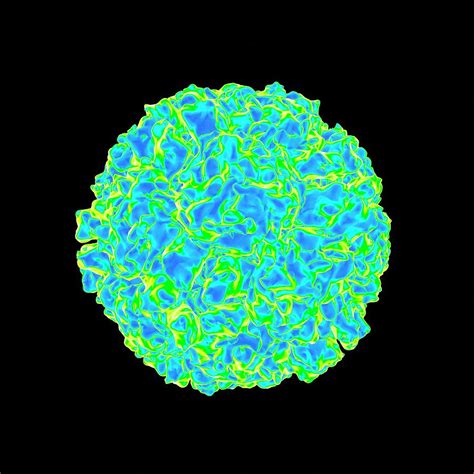 Human Rhinovirus 7 Photograph By Mehau Kulyk Pixels