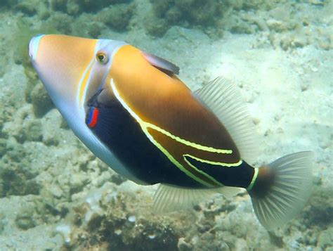An Orange And Blue Fish Is Swimming In The Water Near Some Corals On