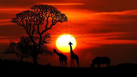 Sunset African Savanna Sun Red Sky Silhouettes Of Tree