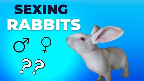 Sexing Rabbits Breeding Stock Or Food Source Youtube