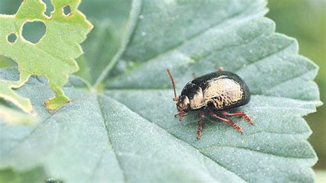 The Plant Eating Leaf Beetles