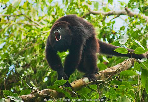 Nature Picture Library Guatemalan Black Howler Monkey Alouatta Pigra