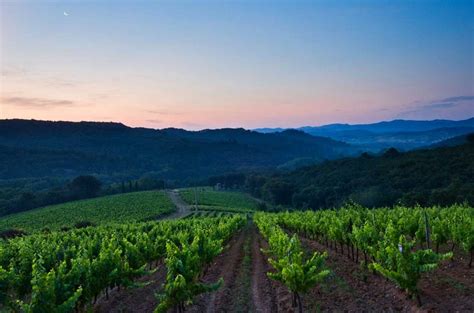 Five Places To Buy French Vineyards On A Budget Decanter