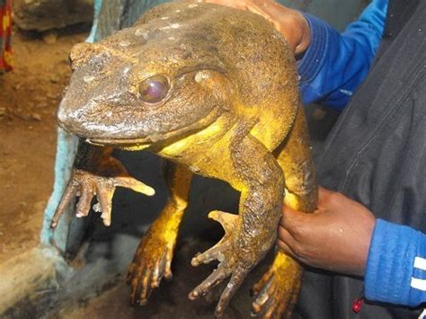 Meet The Endangered Goliath Frogs Of Africa That Are Larger Than