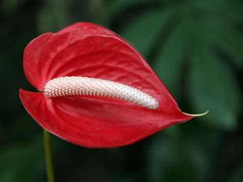Binden sie exotische blumen etwa zu prächtigen sträußen zusammen, die in vasen und pflanztöpfen aus holz oder metall wundervoll zur geltung kommen und so den tisch, das fensterbrett oder auch. Exotische Blumen - kostenlose Bilder