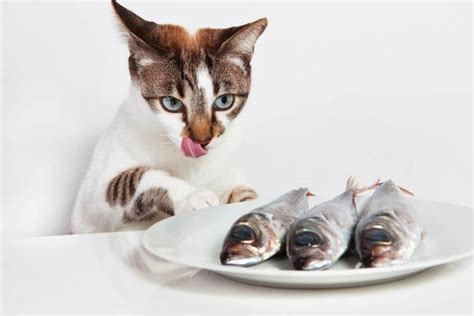 Can Kittens Eat Tuna Do Kittens Enjoy Tuna Meal Pet Spruce