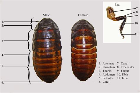 Parts Of A Madagascar Hissing Cockroach • The Dro