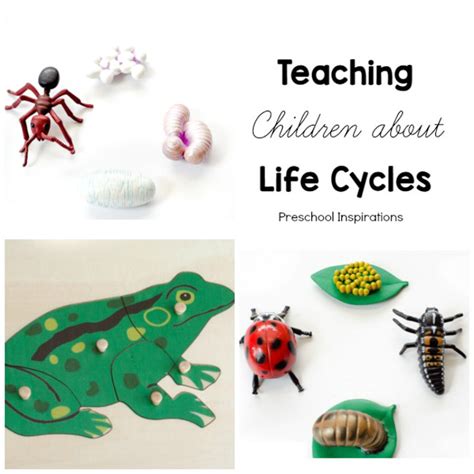 Teaching Children About Life Cycles Preschool Inspirations
