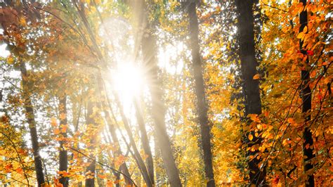 Download Wallpaper 3840x2160 Sun Trees Rays Forest 4k