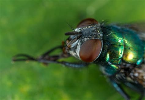 Free Images Fly Eyes Paws Pest Macro Photography Close Up
