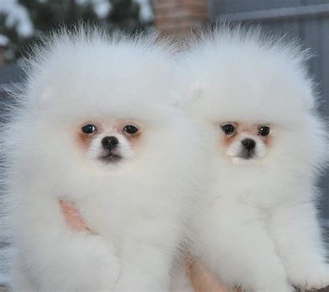 14 Pomeranian Puppies Who Are Too Cute To Be Real Page 2 Of 3 Petpress