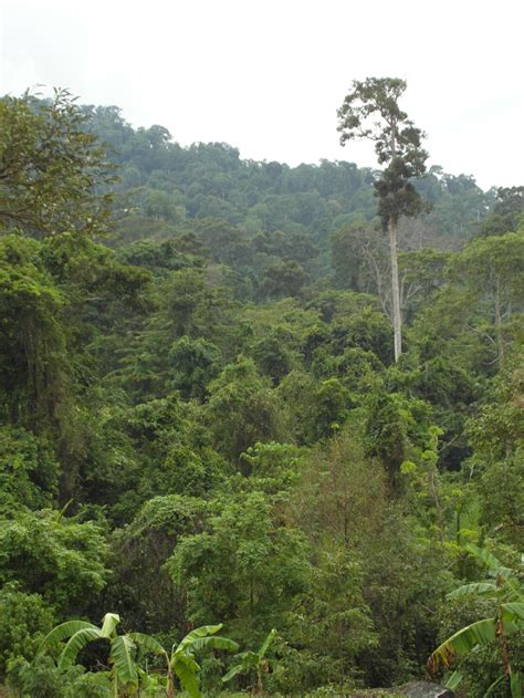 Free Photo Jungle Tropical Rainforest Adventure Plants Tropical