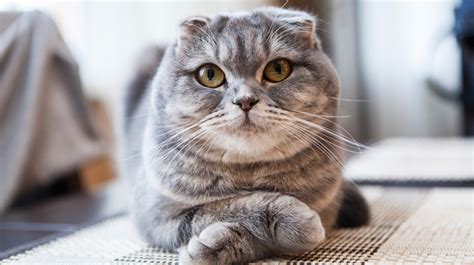 5 Things You Didnt Know About Scottish Fold Cats Pet