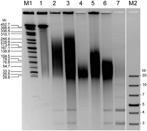 The digestion products are then analysed on an agarose gel by applying an electric field that periodically changes. Pulsed-field gel electrophoresis of K. pneumoniae 234-12 ...