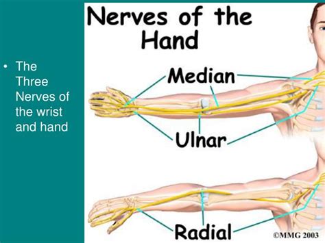 PPT - Anatomy of the Hand and Wrist PowerPoint Presentation - ID:1170323