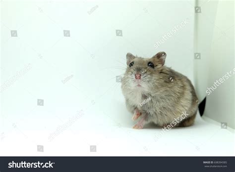 Fluffy Winter White Hamster Looking Camera Stock Photo 698394385