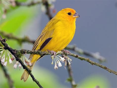 12 Most Famous Small Yellow Birds You Should Know As A Bird Lover