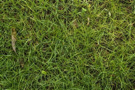 What Temperature Does Bermuda Grass Go Dormant Obsessed Lawn