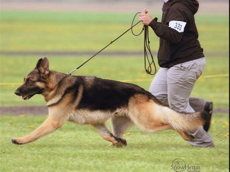 Post your classified ad for free in various categories like mobiles, tablets, cars, bikes, laptops, electronics, birds, houses, furniture, clothes, dresses for sale in pakistan. AKC puppies for sale near East Stroudsburg, Pennsylvania ...