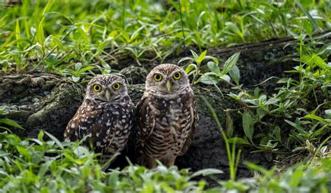 8 Wonderfully Weird Facts About Burrowing Owls