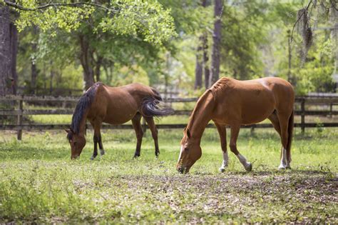 Horses Grazing In A Pasture Photo Taken On 03 29 17 Morning Ag Clips