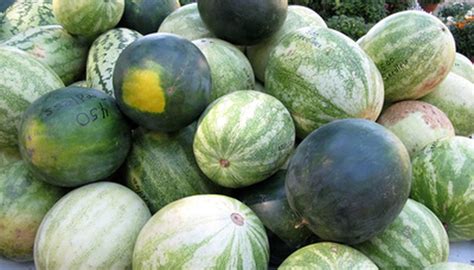 Check spelling or type a new query. When Should You Plant Fresh Watermelon Seeds? | Garden Guides