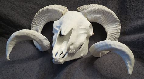 Sheepgoat Skull Mask By Coeurlregina On Deviantart Goat Skull Skull