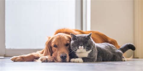 13 Dogs That Are Good With Cats
