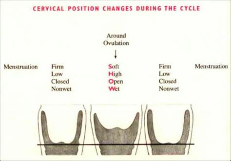 How To Check Your Cervix Position Glow Community