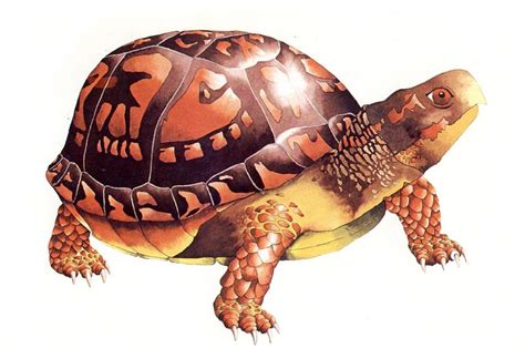 Box Turtle Clip Art