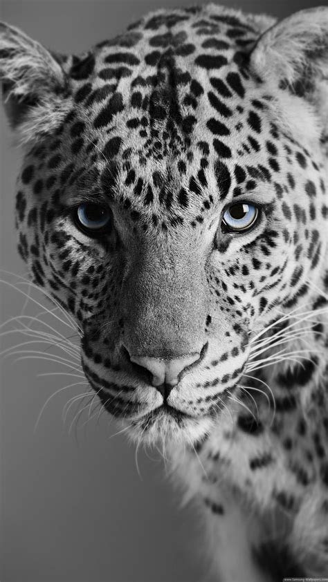 Leopard Black And White Wallpapers Top Free Leopard Black And White