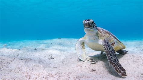 Wallpaper Sea Turtle Underwater 3840x2160 Uhd 4k Picture