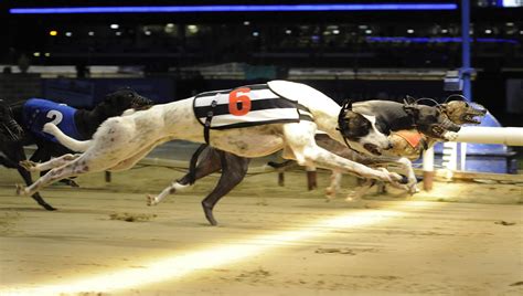 Greyhound Racing Tips For Monmore Saturday 08082020