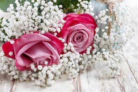 Beautiful Pink Roses And Gypsophila Baby S Breath Flowers Stock