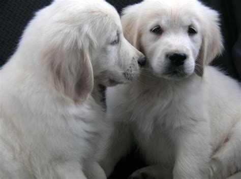 Our most recent english (white) cream litter of puppies was born on nov 14th of 2020. Golden Retriever Puppies - Kyon Kennels