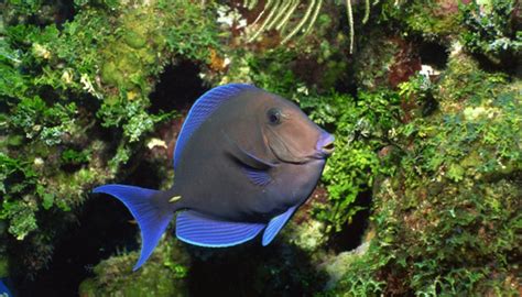 Marine Animals That Eat Plants Sciencing