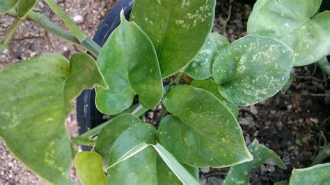 Pokok pegaga daun lebar, 3. Nurseri Melur.com: Tumbuhan penapis udara: Sirih puteri ...