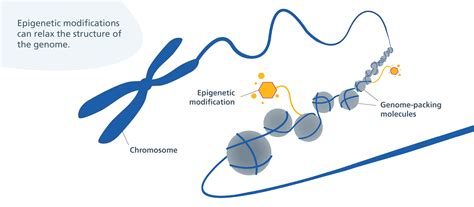 What Is Epigenetics Genomics Education Programme