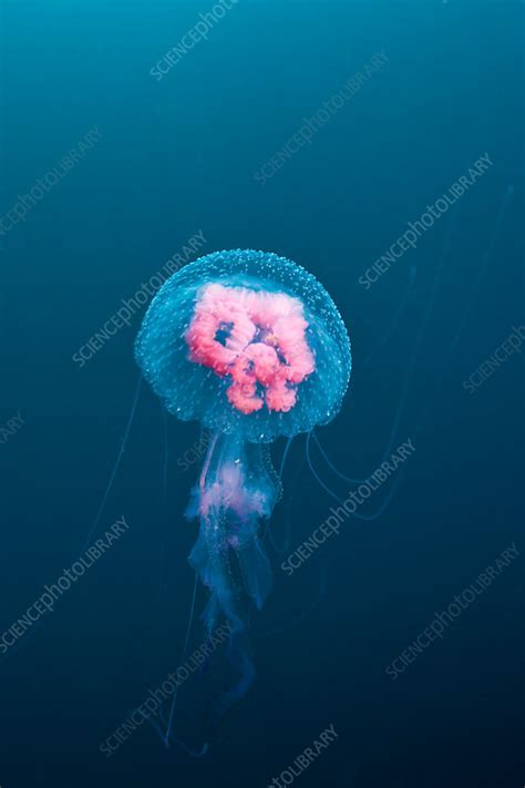 Luminescent Jellyfish Stock Image C0319369 Science Photo Library
