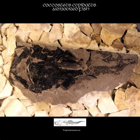 Placodermi Archives Highlander Fossils