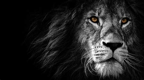 Lion Wallpaper K Amoled Wild African Predator